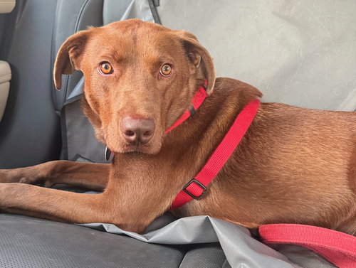 Sable, an adoptable Labrador Retriever in Greenbelt, MD