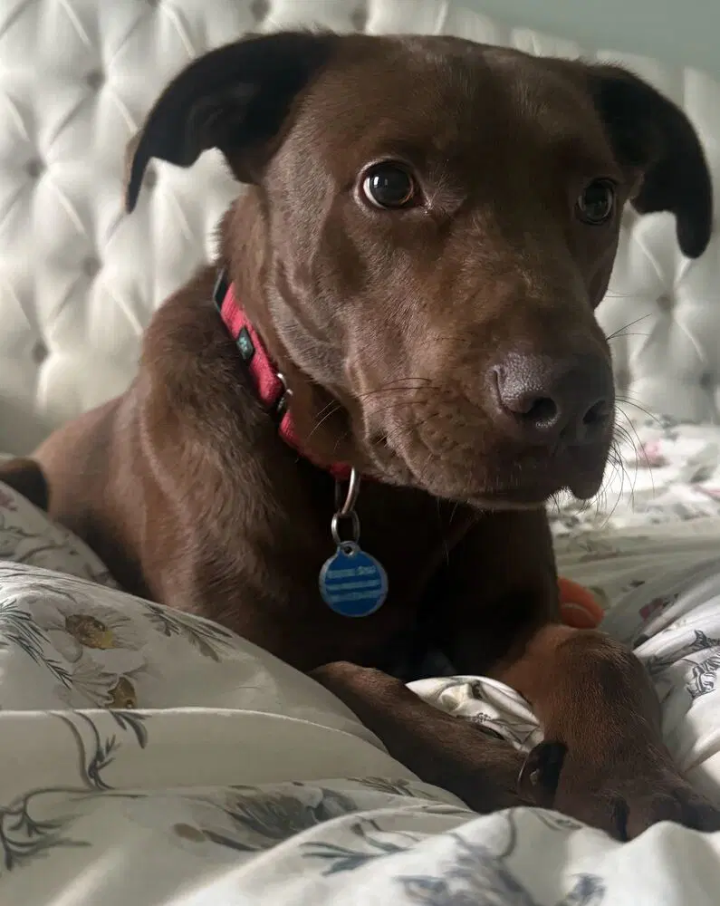 Sable - Labrador