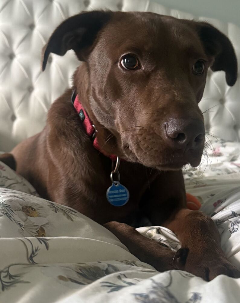 Sable