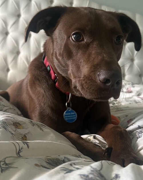 Sable, a Vizsla / Labrador Retriever / Mixed dog for adoption in Greenbelt, MD, photo 1 of 4