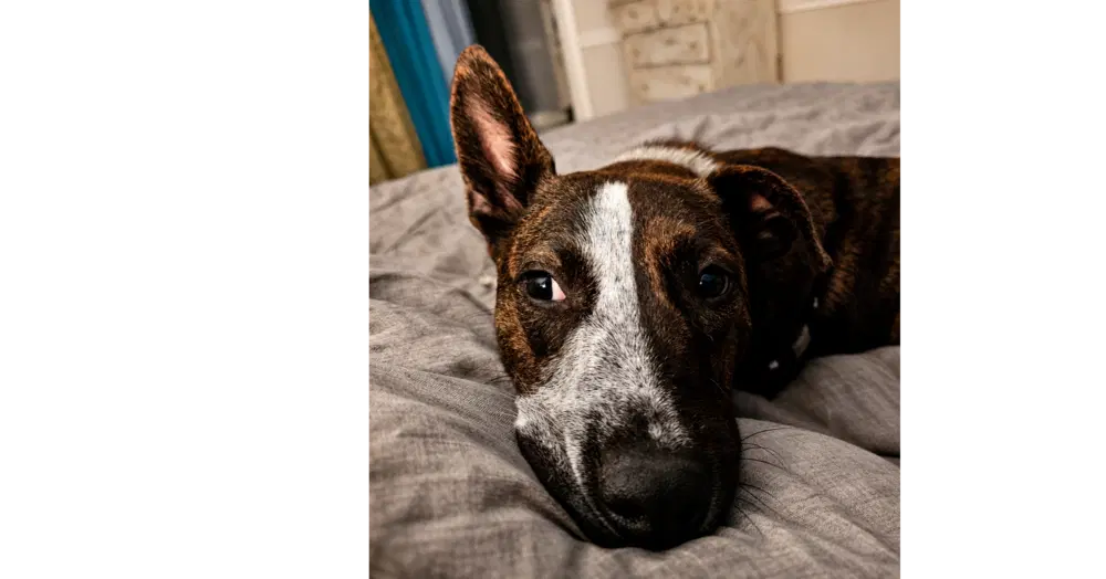 Stripe - Cattle Dog
