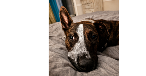 Stripe, an adoptable Cattle Dog in Greenbelt, MD