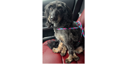 Beary, an adoptable Terrier in Greenbelt, MD