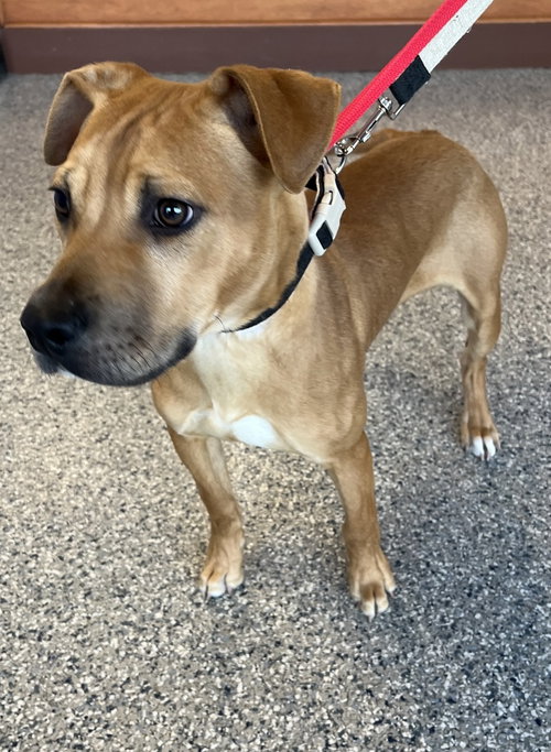 Lloyd, an adoptable Terrier in Greenbelt, MD