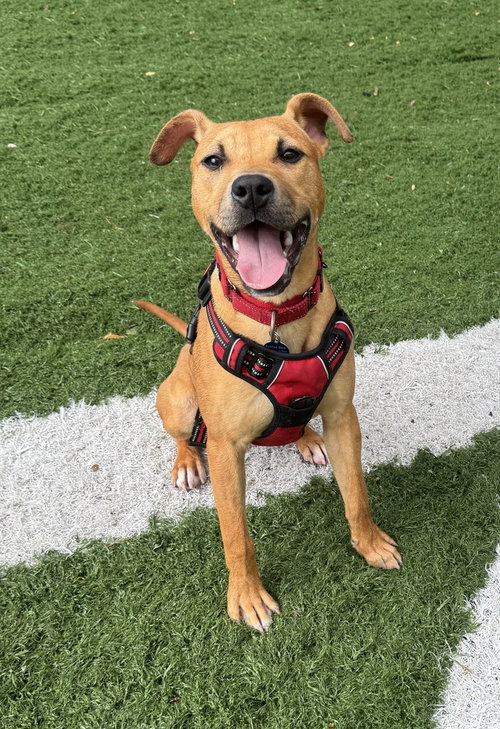 Lloyd, an adoptable Terrier in Greenbelt, MD