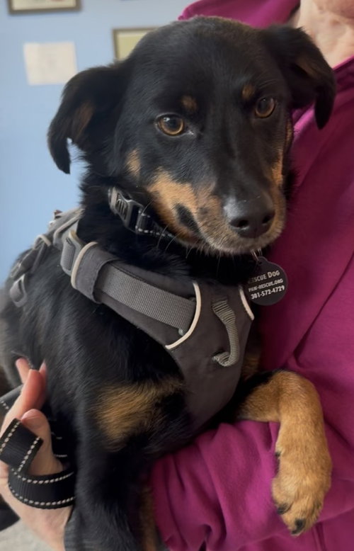 Bear, an adoptable Rat Terrier in Greenbelt, MD