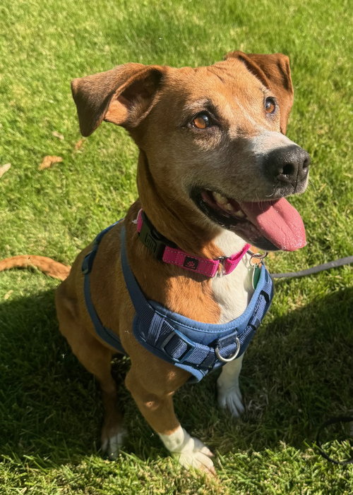 Sage Mae, an adoptable Hound in Greenbelt, MD
