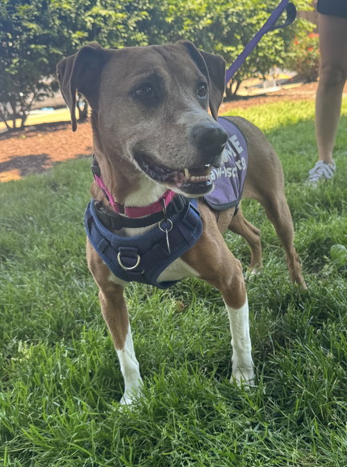 SAGE MAE - Hound available for adoption