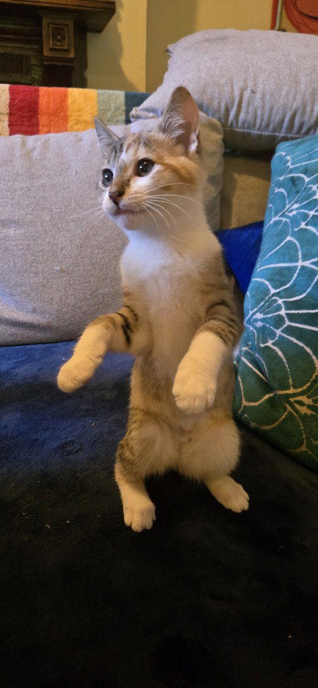 Dana, an adoptable Domestic Short Hair in Greenbelt, MD