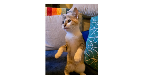 Dana, Baby Domestic Short Hair (short coat), cat for adoption in Annapolis, Maryland