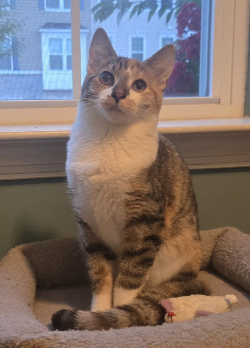 DANA - Domestic Short Hair available for adoption