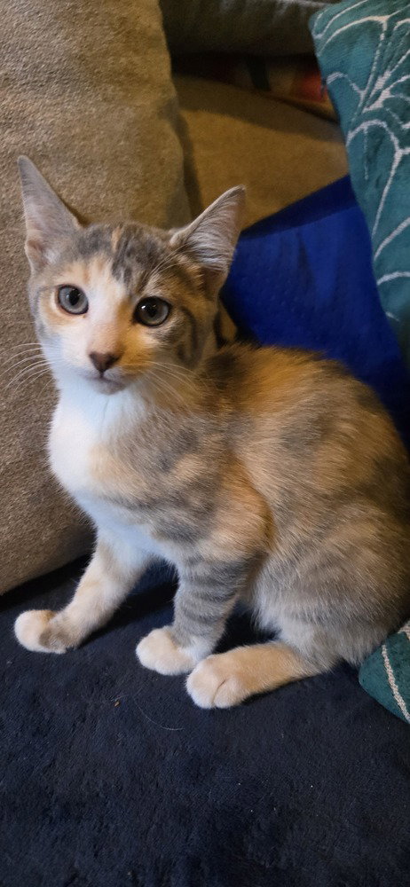 Perla Image