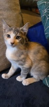 Perla - Photo 1