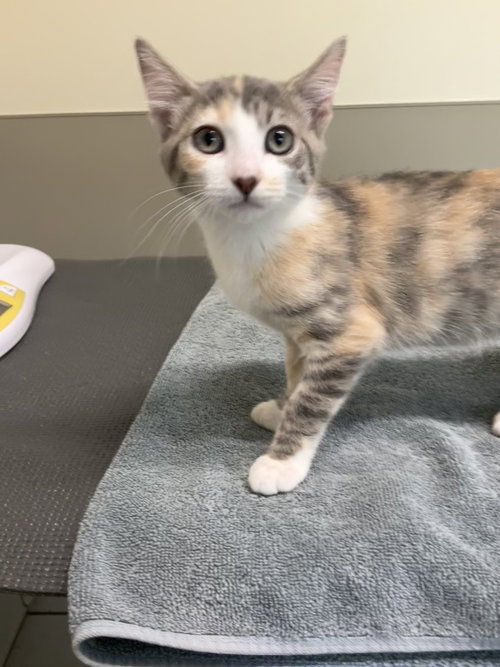 PERLA - Domestic Short Hair available for adoption