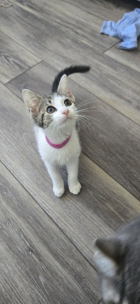 FIONA