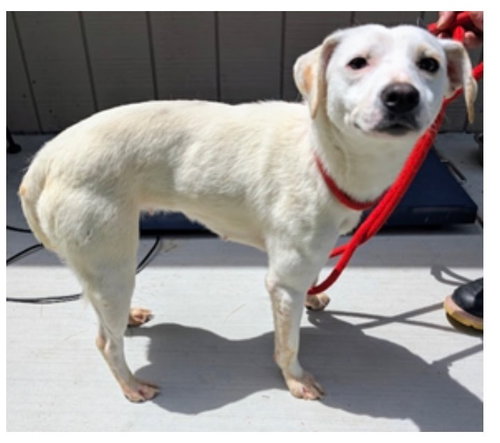 Pollywog, an adoptable Jack Russell Terrier in Greenbelt, MD