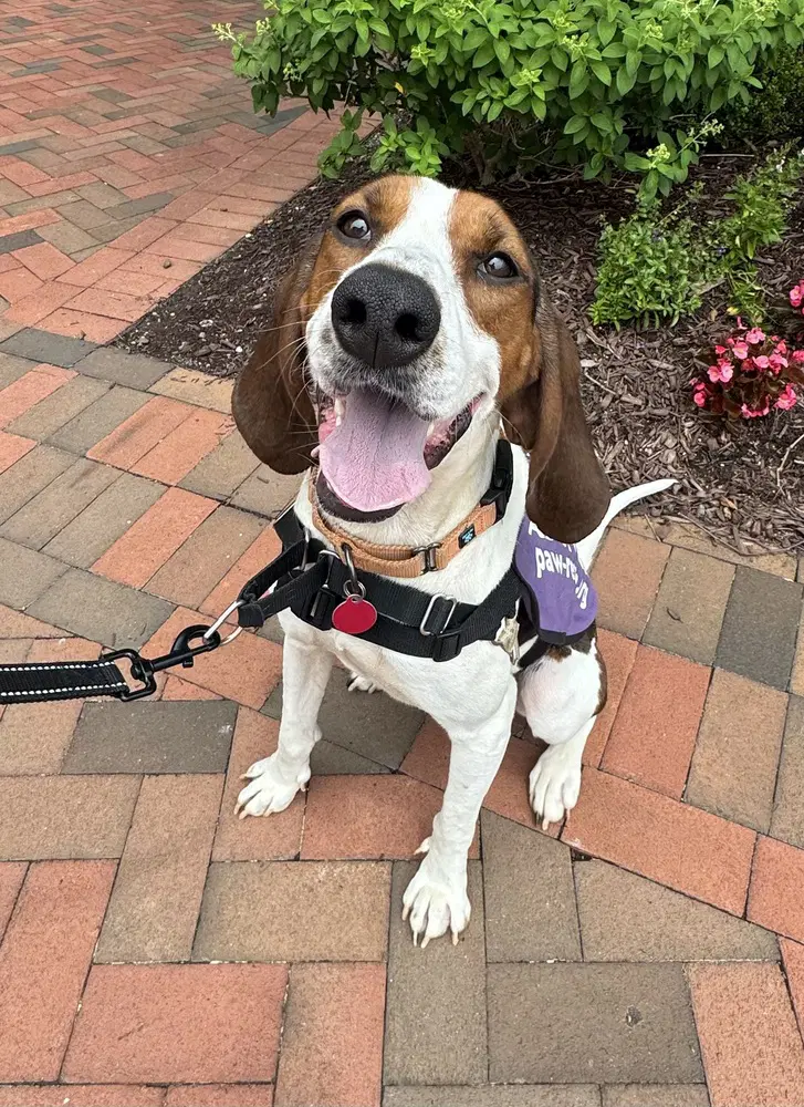 Gigi - Hound