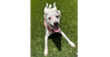 Pollywog - Photo 2