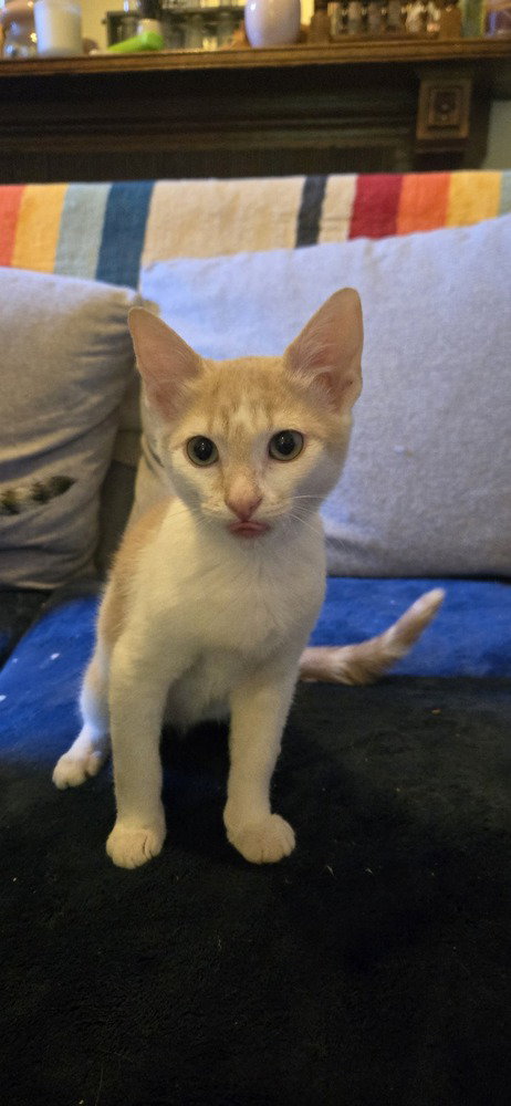Robby, an adoptable Domestic Short Hair in Greenbelt, MD