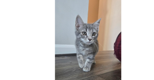 Everett, Domestic Short Hair, cat for adoption in Annapolis, Maryland