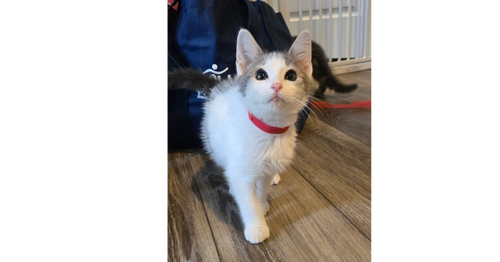 Freddie, an adoptable Domestic Short Hair in Greenbelt, MD