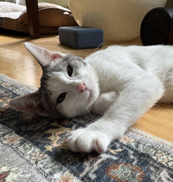 Freddie