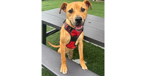 Lloyd, an adoptable Terrier in Greenbelt, MD