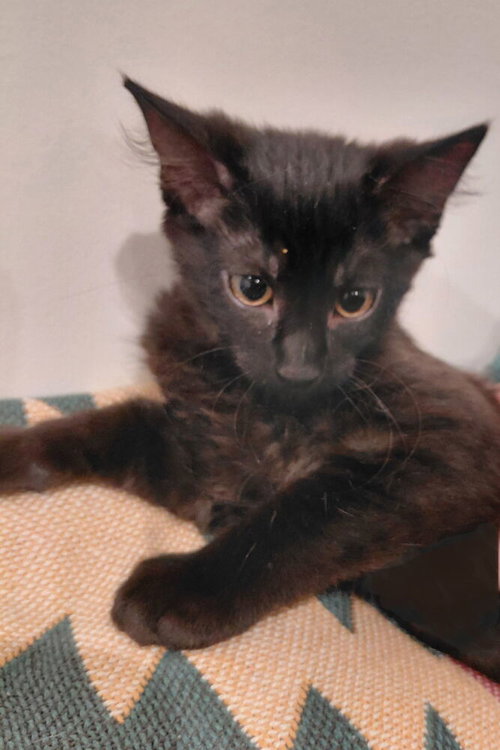 Fifi photo 2