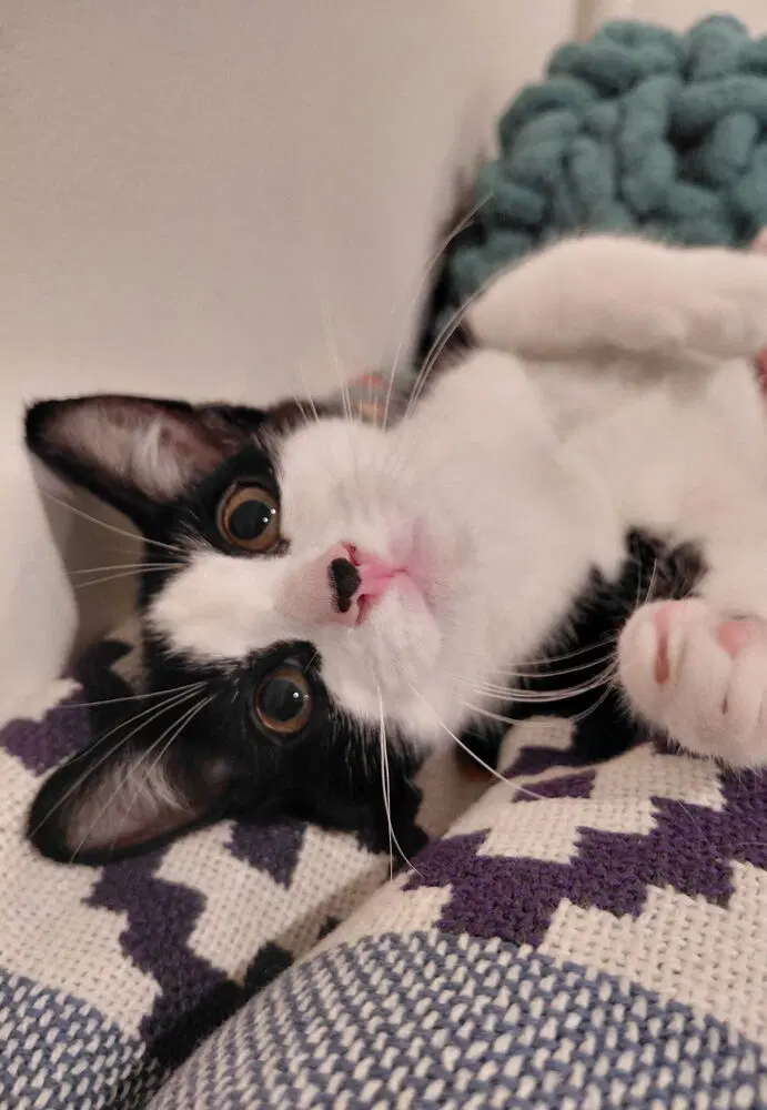 Bandit - Domestic Short Hair