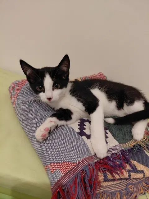 Bandit image 2