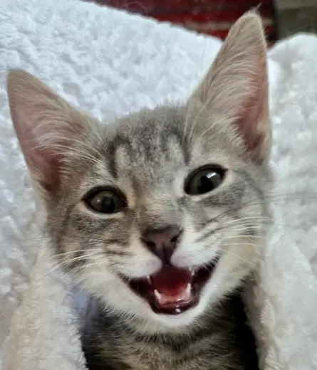 Freya - Domestic Short Hair