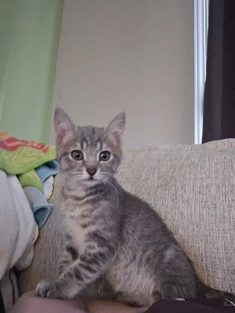 Freya image 2