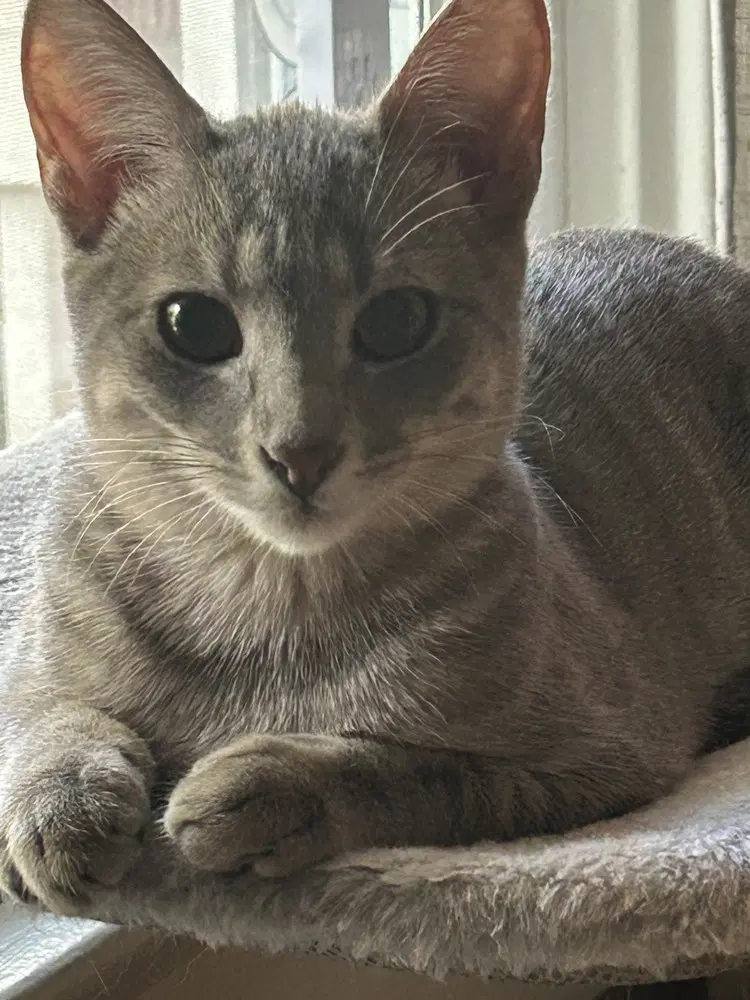 Freya - Domestic Short Hair