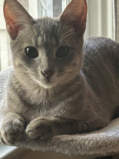 Freya, a cat for adoption from Partnership for Animal Welfare