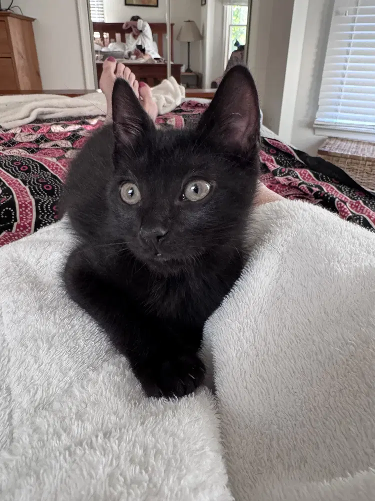 Poblano - Domestic Short Hair