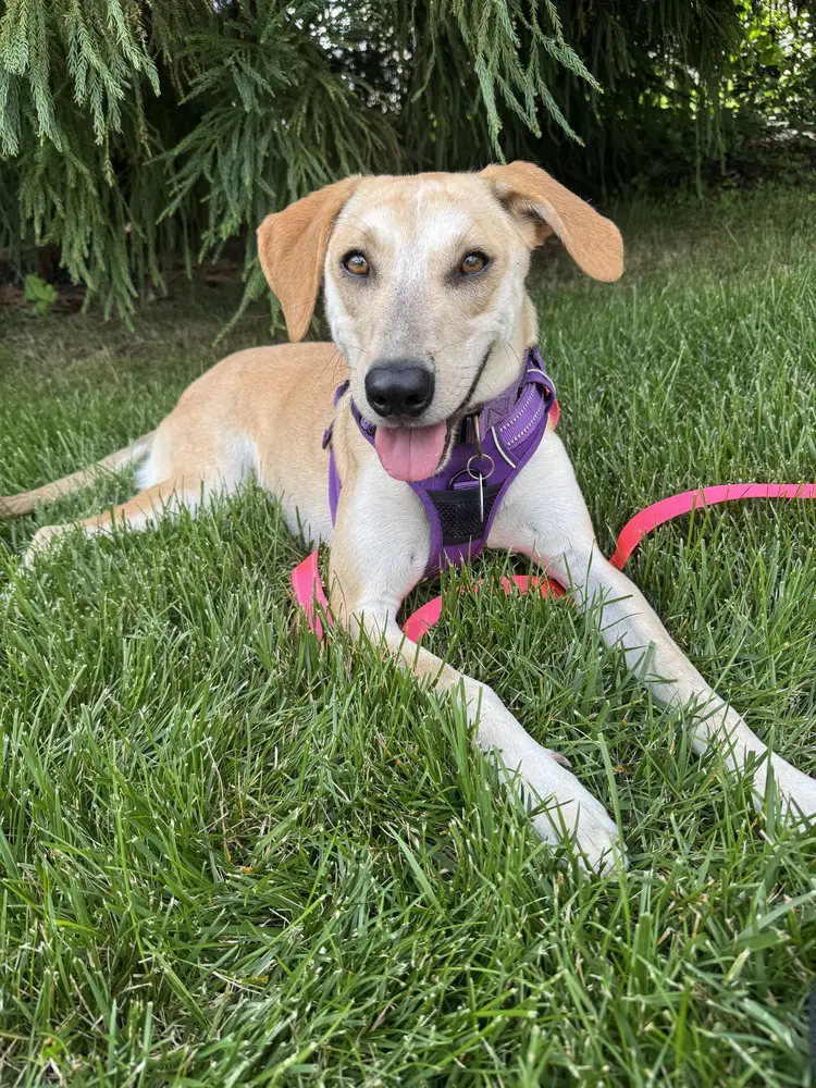 Snowflake - Carolina Dog