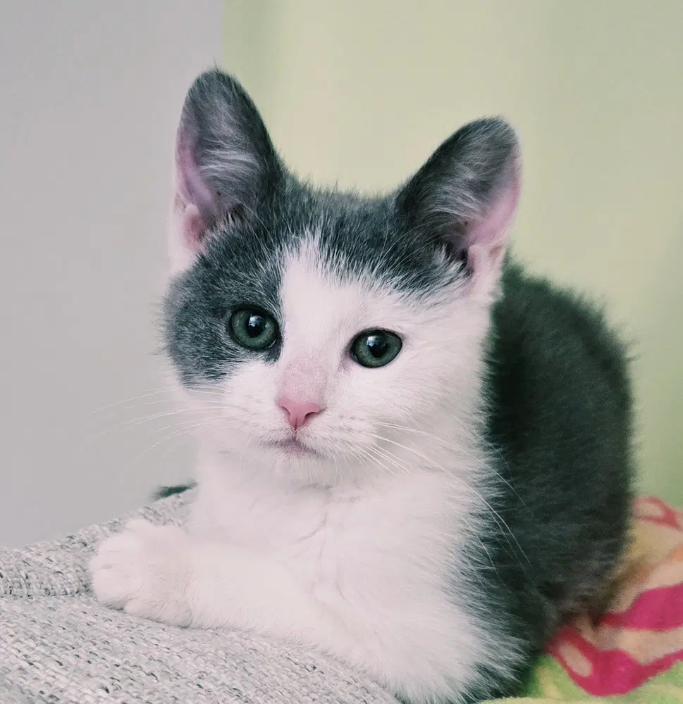 Arya - Domestic Medium Hair