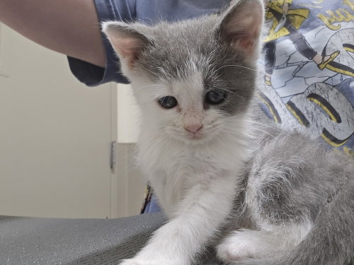 ARYA - Domestic Medium Hair available for adoption