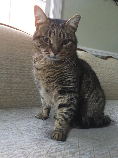CHARLIE - Domestic Short Hair available for adoption