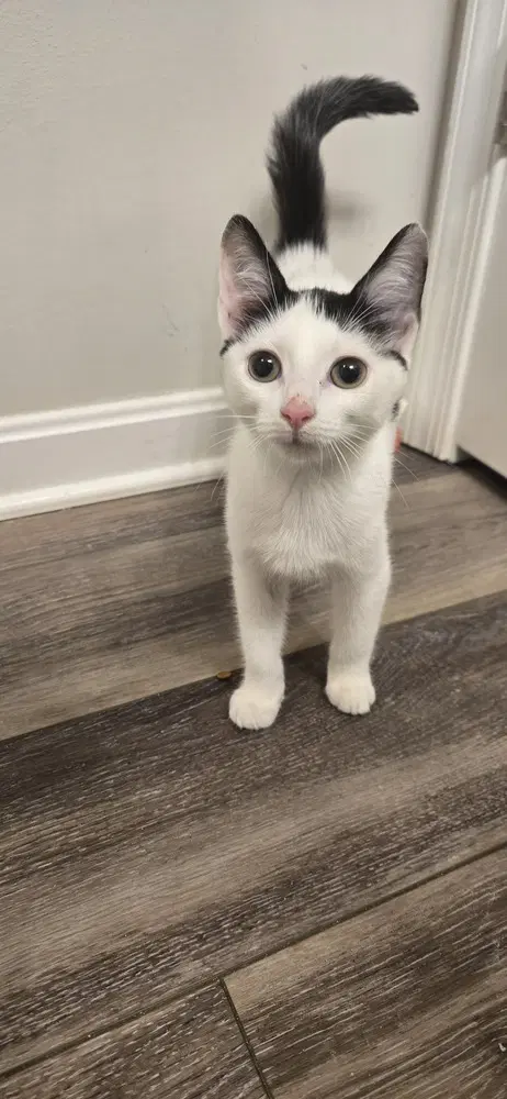 Archer - Domestic Short Hair