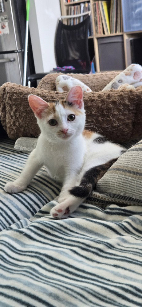 Nellie, cat
