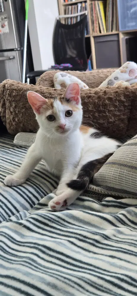 Nellie - Domestic Short Hair