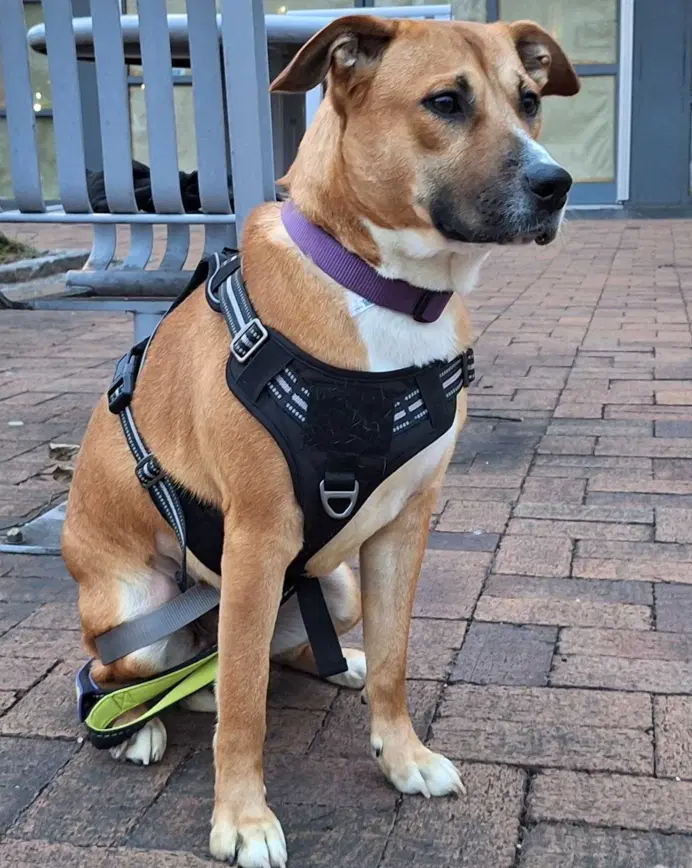 Sadie image 2
