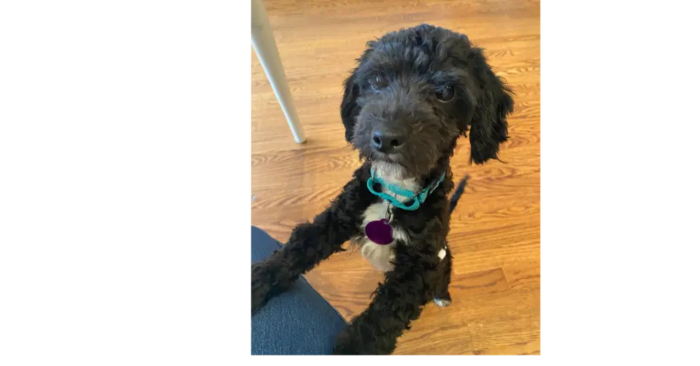 Rocky - Maltese
