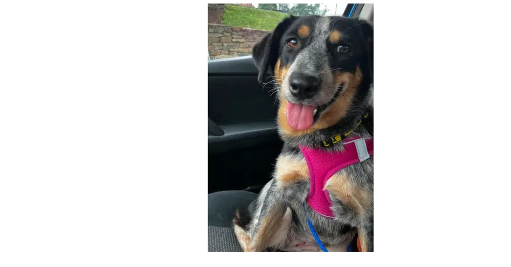Bluey - Australian Cattle Dog/Blue Heeler