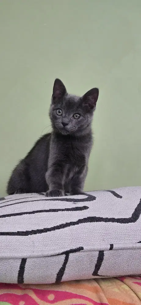 Percy - Domestic Short Hair