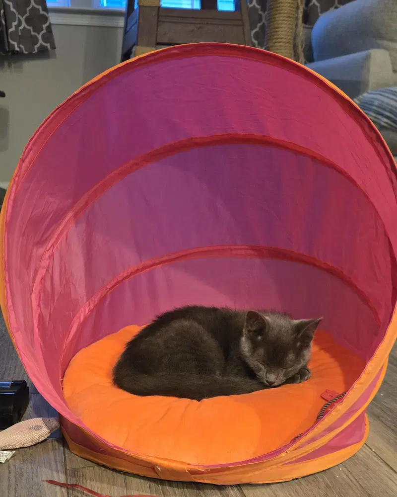 Percy image 2