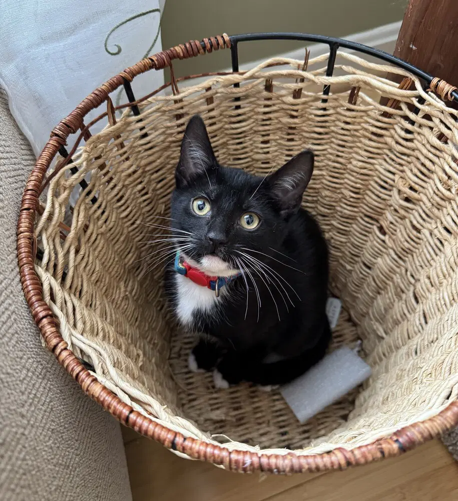Iris - Domestic Short Hair