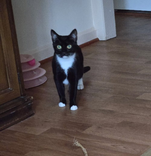 Lucy, a Domestic Short Hair cat for adoption in Greenbelt, MD