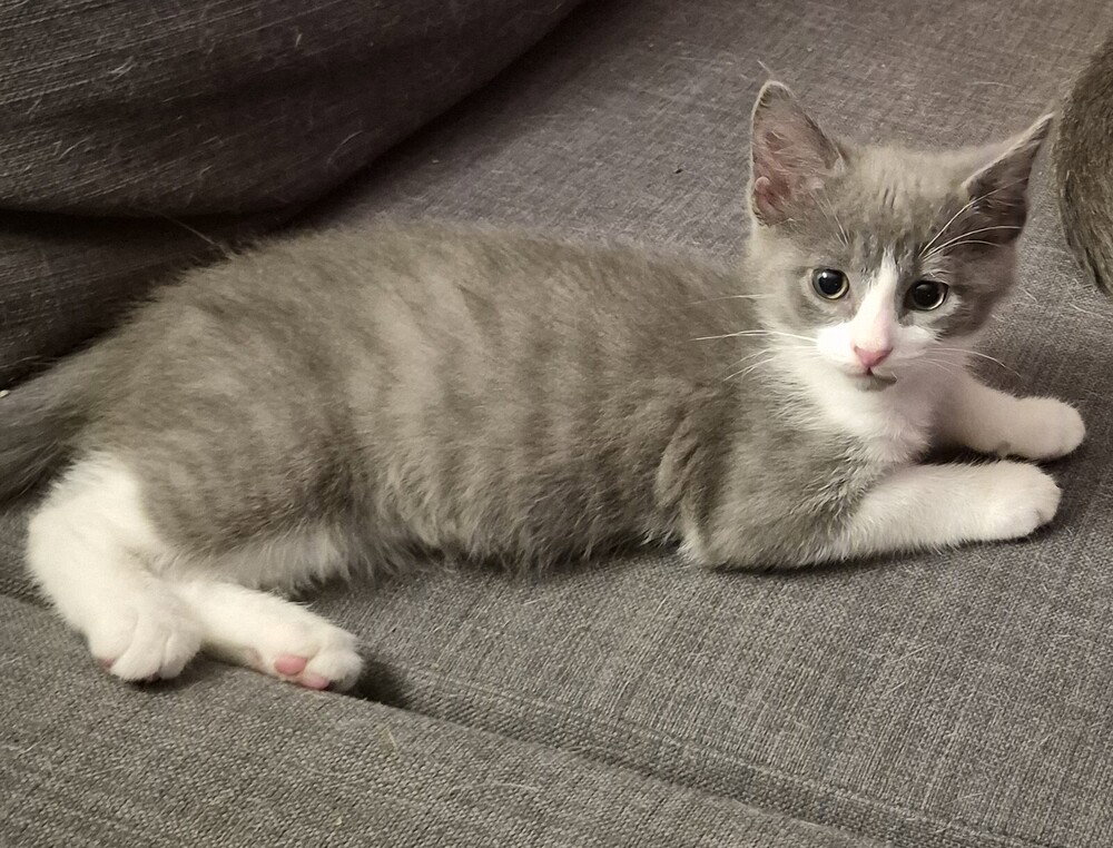 Houdini, cat — photo 1 of 4